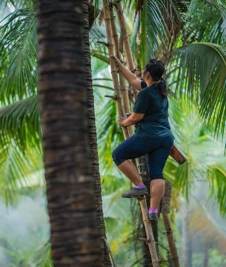 climb to the cocont tree