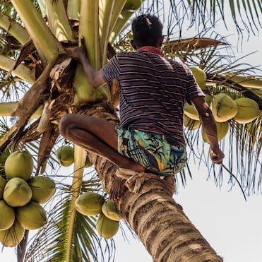 coconut harvest