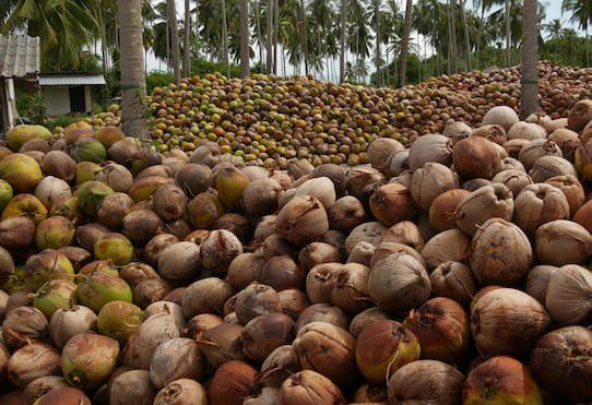 coconutio farm